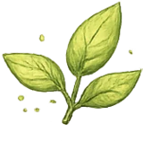 Fresh leaf illustration
